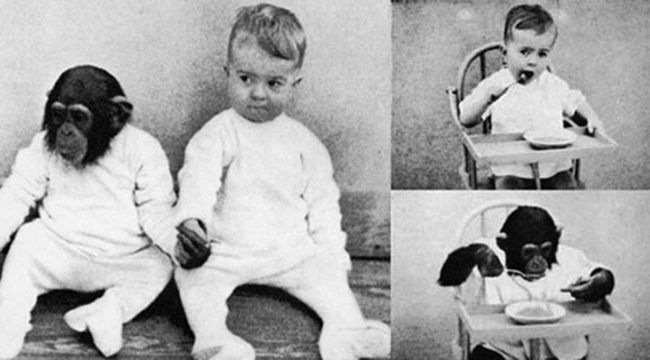 طفل يتحول لشمبانزي! عندما حاول علم النفس معرفة أصل سلوك الإنسان، ثم انتصرت الحيوانات في النهاية