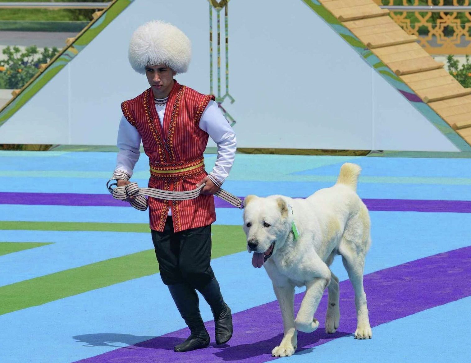 الأكبر عالمياً بوزن 80 كغم ويرعى الماشية! تركمانستان تسمح لسلالة كلاب لديها بحمل جواز سفر