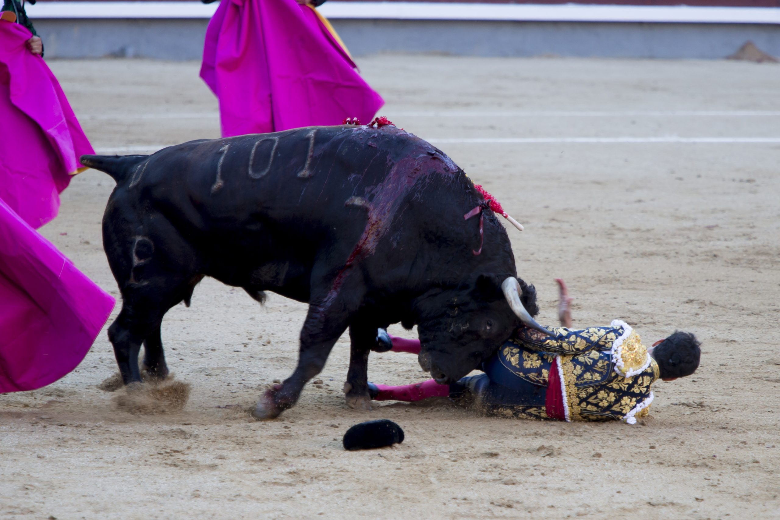 ثور هائج يدهس مصارعاً في إسبانيا - gettyimages