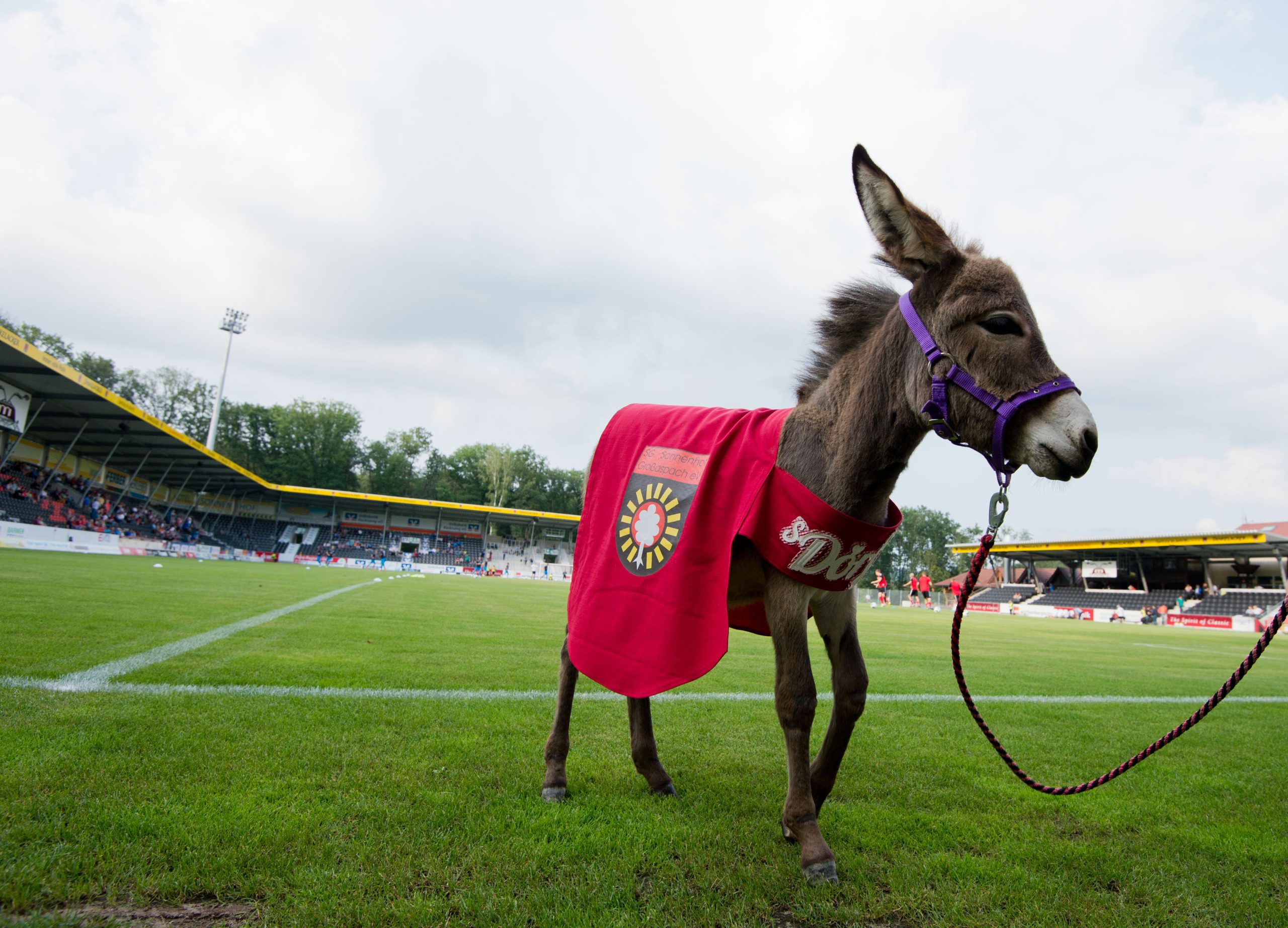 إحضار الكرة إلى حكم مباراة بواسطة حمار - gettyimages