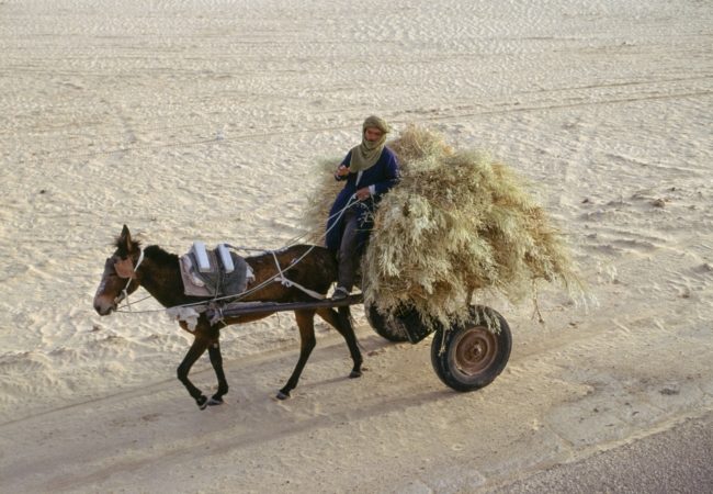 مدينة جزائرية تسجِّل أعلى درجة حرارة في العالم.. البلاد تشهد موجة حر شديدة هذا الصيف