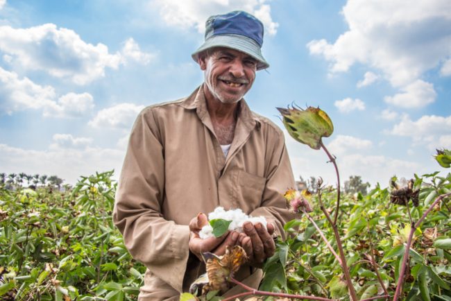 ثروة الذهب الأبيض المهدَرة.. أين اختفى القطن المصري طويل التيلة، وكيف خسرته مصر، وما علاقة إسرائيل؟