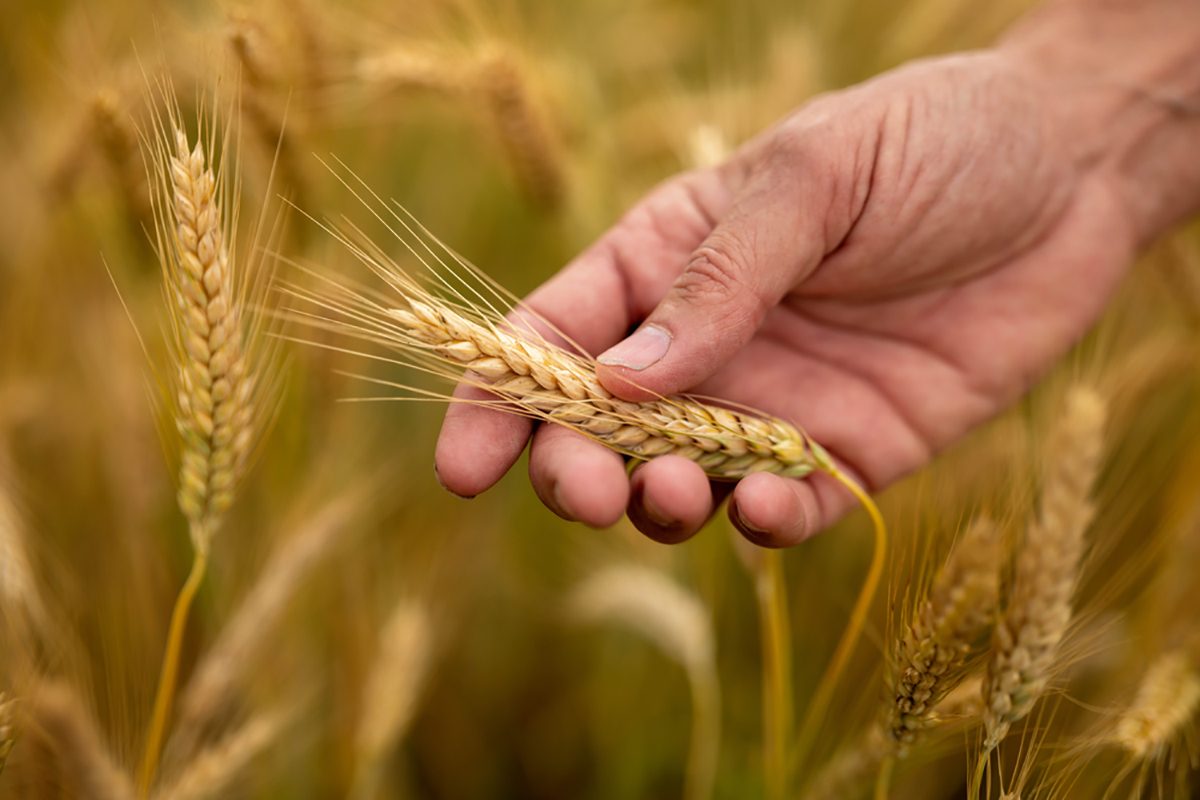 هل يمكننا زراعة محاصيل مقاومة للتغير المناخي في ظل ارتفاع معدلات الحرارة والجفاف عالمياً؟