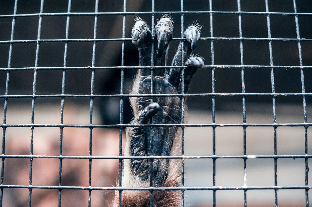 هذه الأبحاث تسببت لاحقاً في تشكيل جمعيات رفض التجارب على الحيوانات - ShutterStock