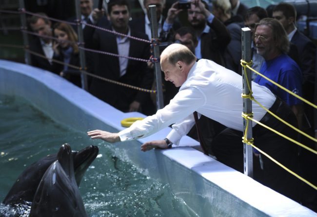 يتجسسون ويهاجمون ويكتشفون الألغام.. كيف جنّدت أمريكا وروسيا جيوشاً من الدلافين لأداء مهمات عسكرية؟!