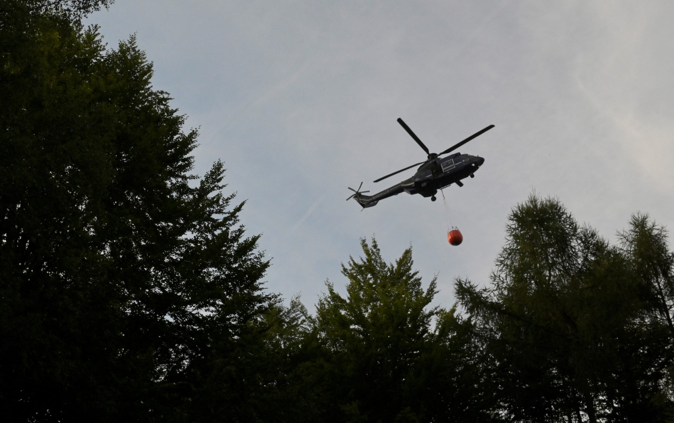 حاول حرق عنكبوت بولاعة فأشعل غابة! تصرف “متهور” لشاب أمريكي يتسبب بكارثة ويصدم الشرطة