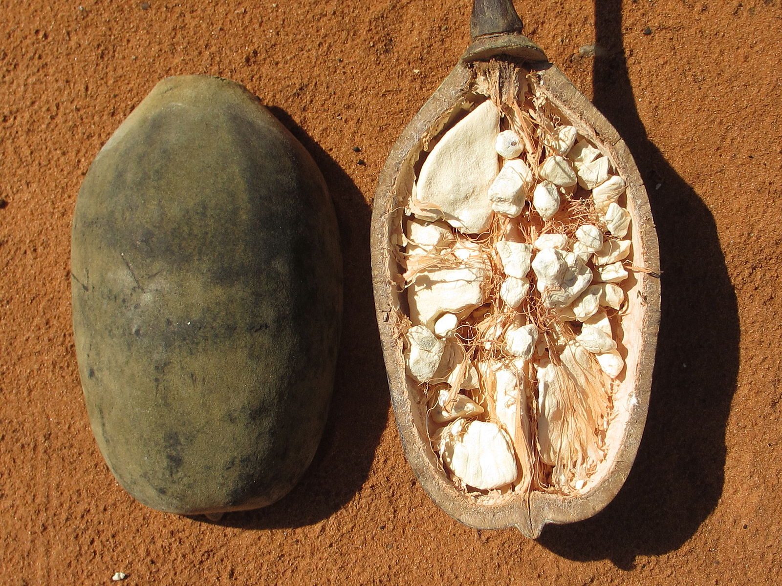 شكل الثمرة قد يختلف وفقاً لفصيلة الشجرة الأساسية للباوباب - Wikimedia Commons