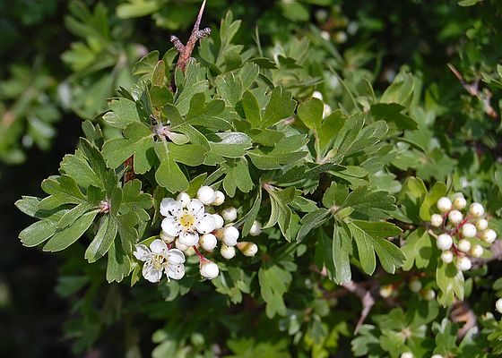 النبات يُعد من الأشجار المزهرة في عائلة الورد - Wikimedia Commons