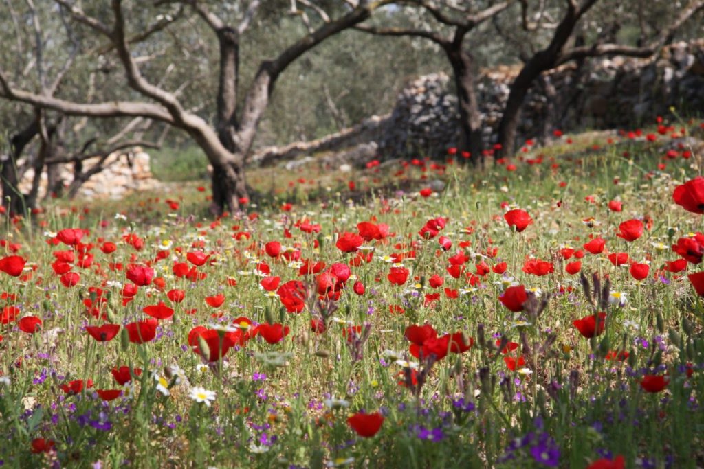 الزهور الفلسطينية
