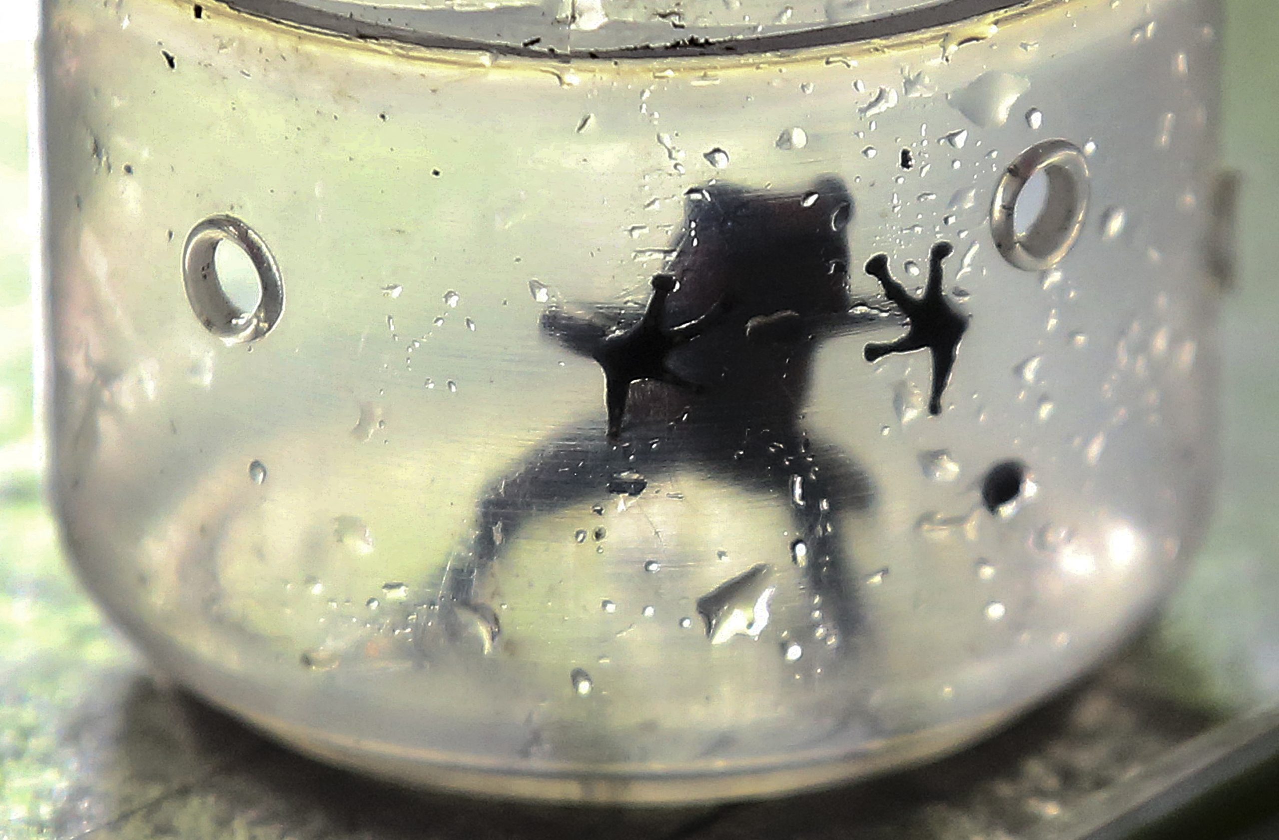 Getty Images/ متلازمة الضفدع المغلي