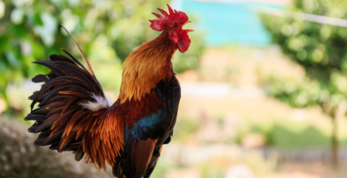 ديك المانيا القضاء