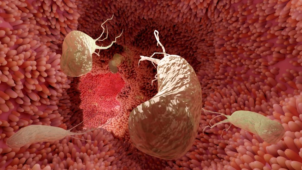 جرثومة المعدة