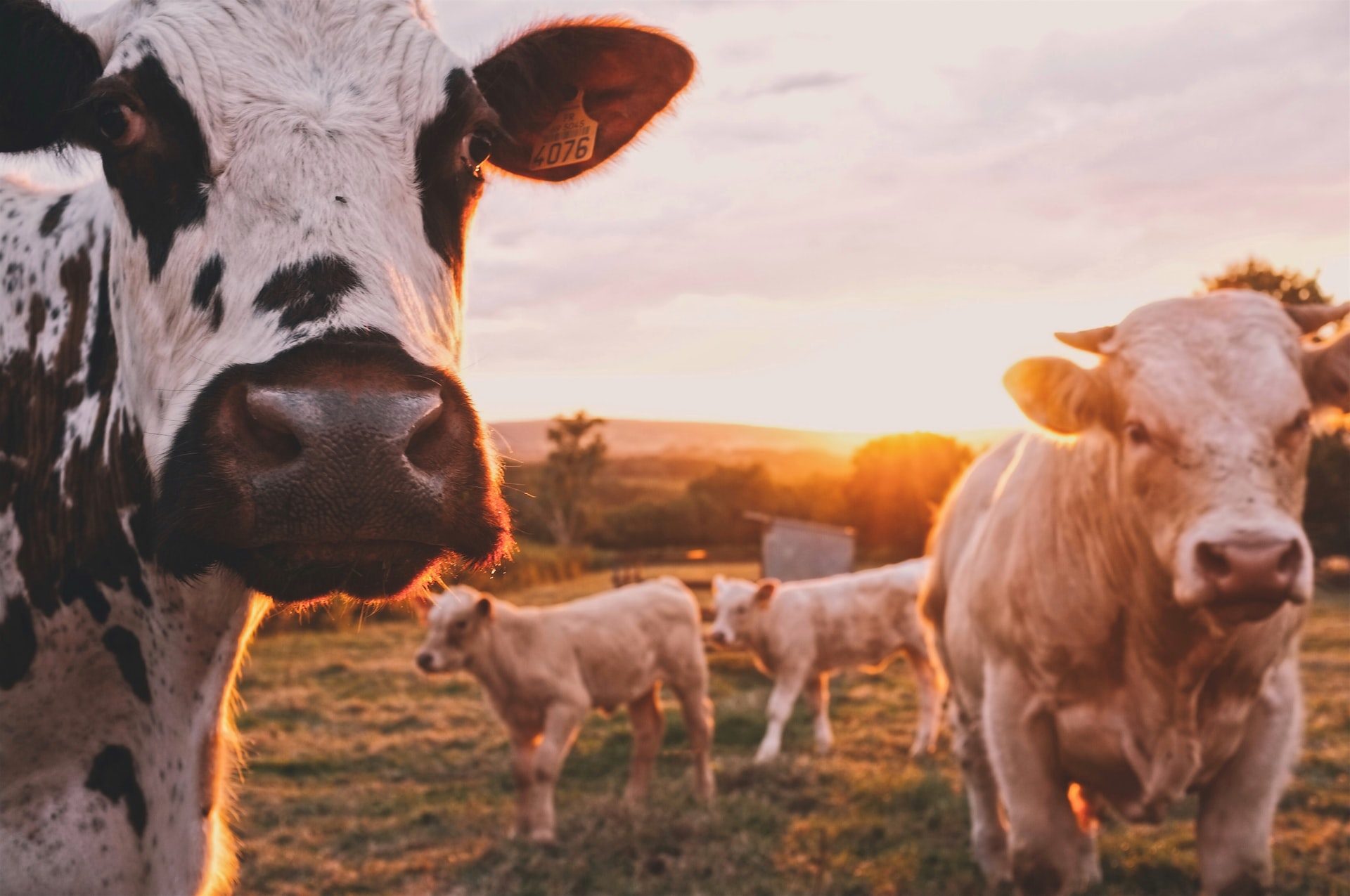 قريباً سيكون البقر المستأنس هو أكبر حيوان يعيش على سطح الأرض - UnSplash
