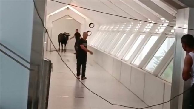 ثور يقتحم مصرفاً بإسرائيل ويثير رعب الموظفين.. فيديو يوثق مطاردته التي استمرت أكثر من ساعة