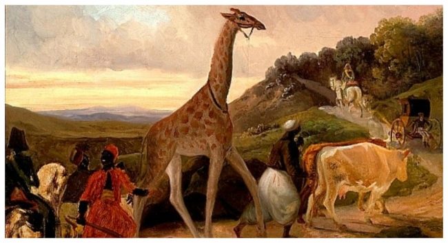 “زرافة محمد علي”.. حين استمال والي مصر الملك الفرنسي وأطلق موضةً في باريس