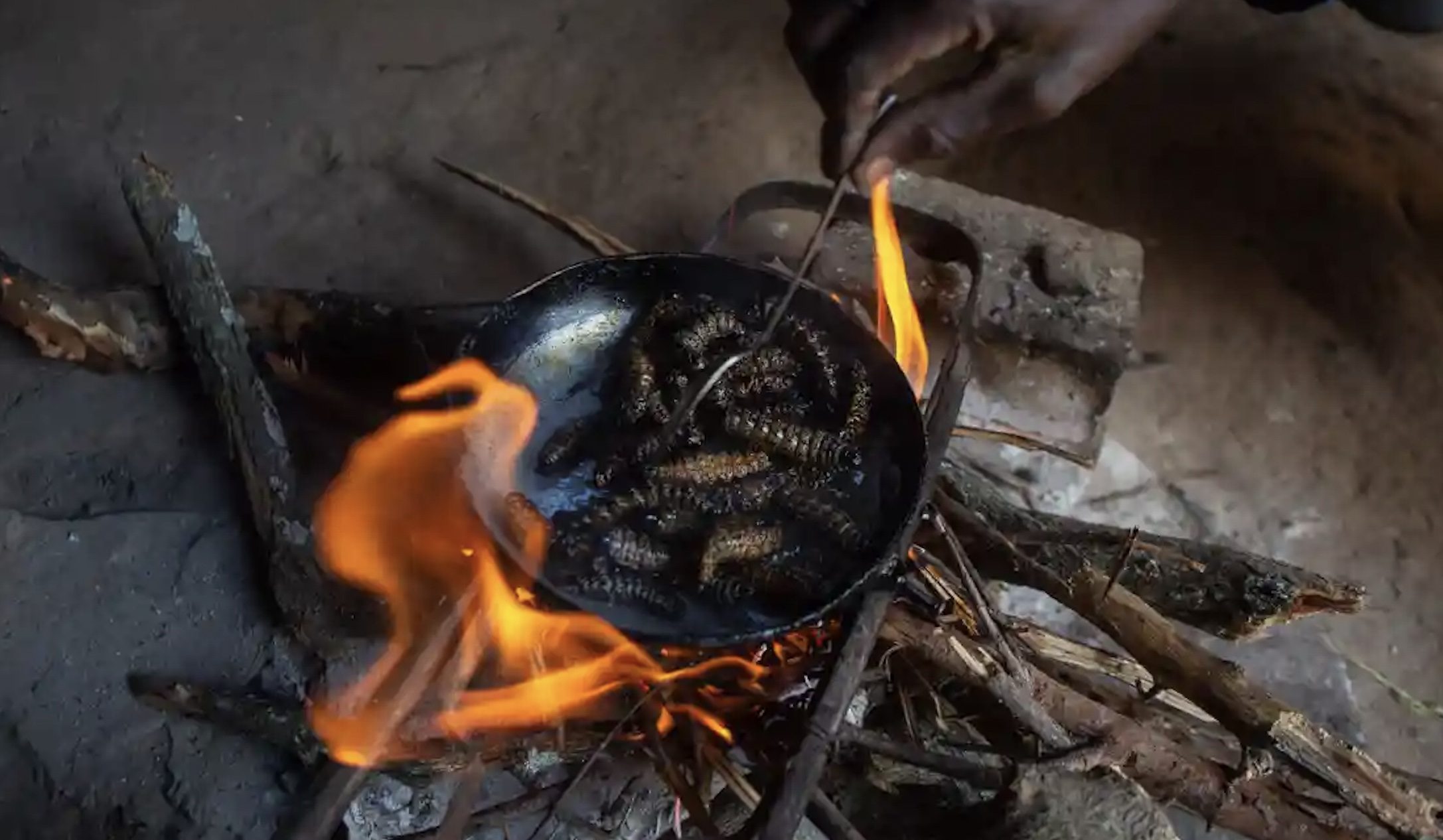 بريطانيا تروج لتربية الحشرات الصالحة للأكل! مولت مشاريع بدول إفريقية بهدف تعويضها عن نقص الغذاء