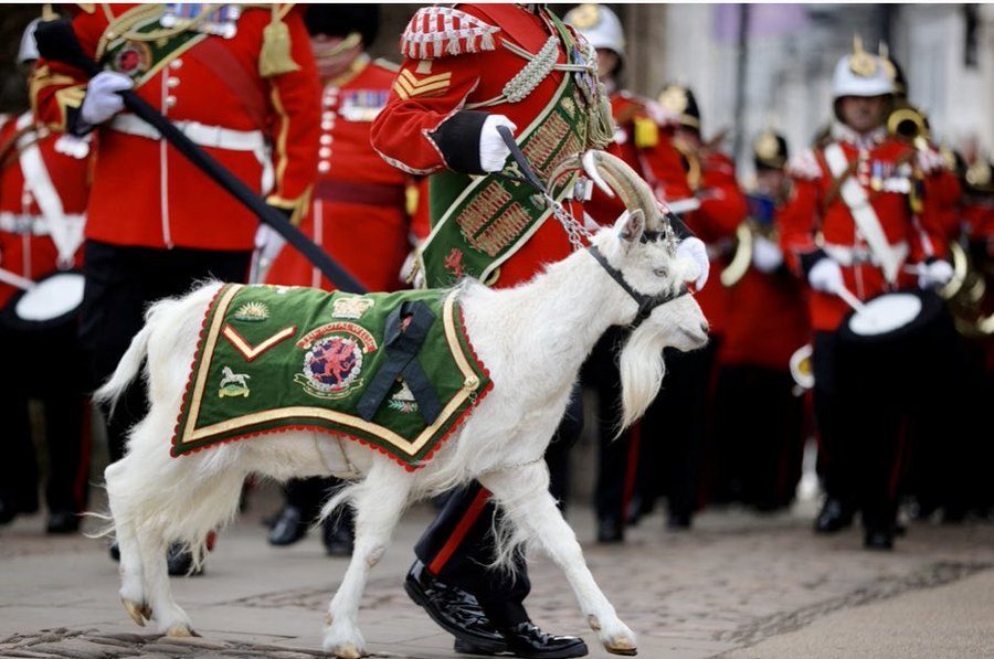 "تيس" شارك في مراسم تتويج الملك تشارلز! يحمل رتبة عسكرية وله امتيازات خاصة وراتب ثابت