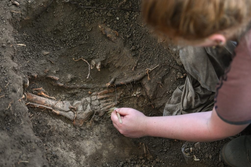 مصاصة دماء هيكل عظمي