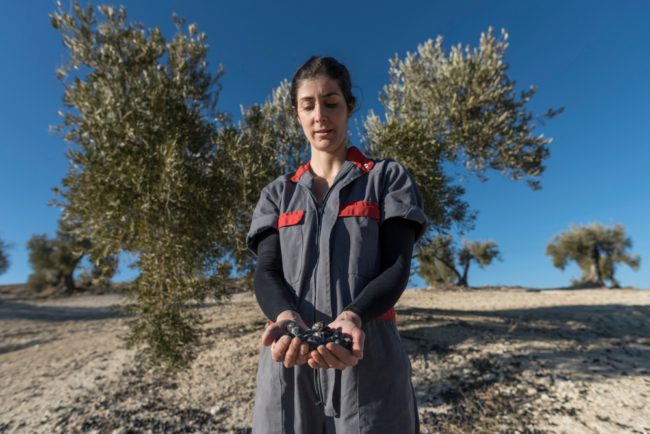 عاصمة العالم لزيت الزيتون عطشى.. ماذا فعل الجفاف في أكثر محاصيل إسبانيا أهمية؟