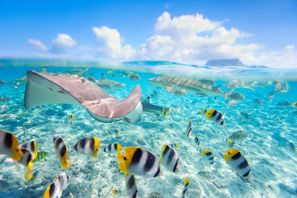 بورا بورا \ shutterstock