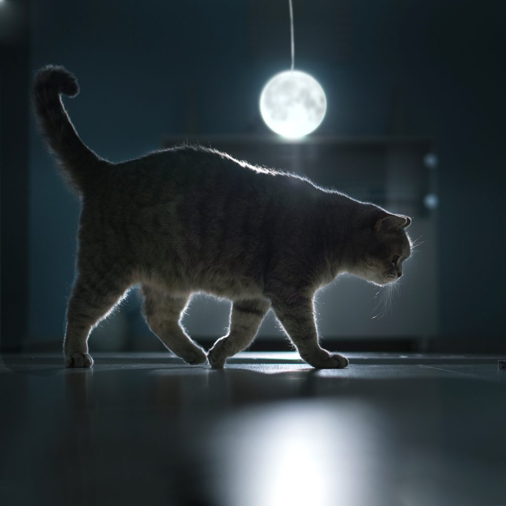 هل ترى القطط في الظلام؟\ shutterstock