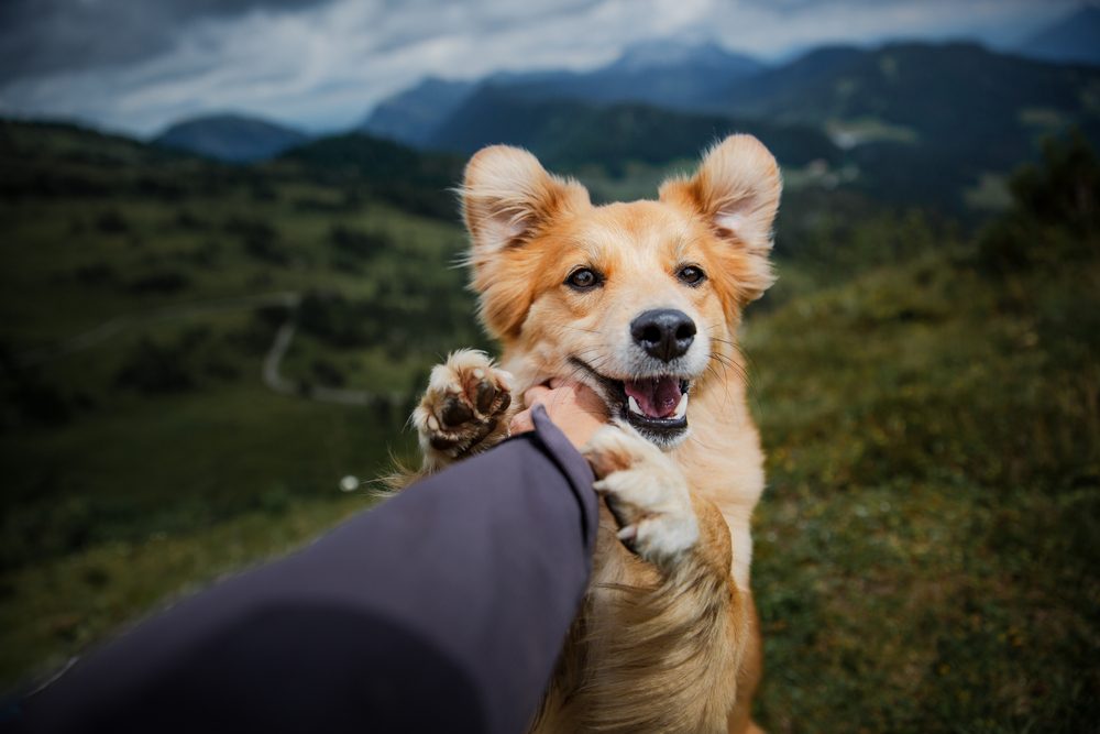 كلاب أنقذت حياة أصحابها