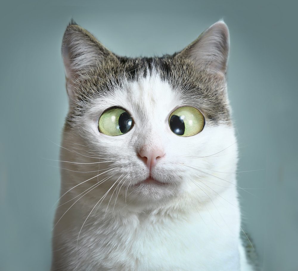 هل ترى القطط في الظلام؟\ shutterstock