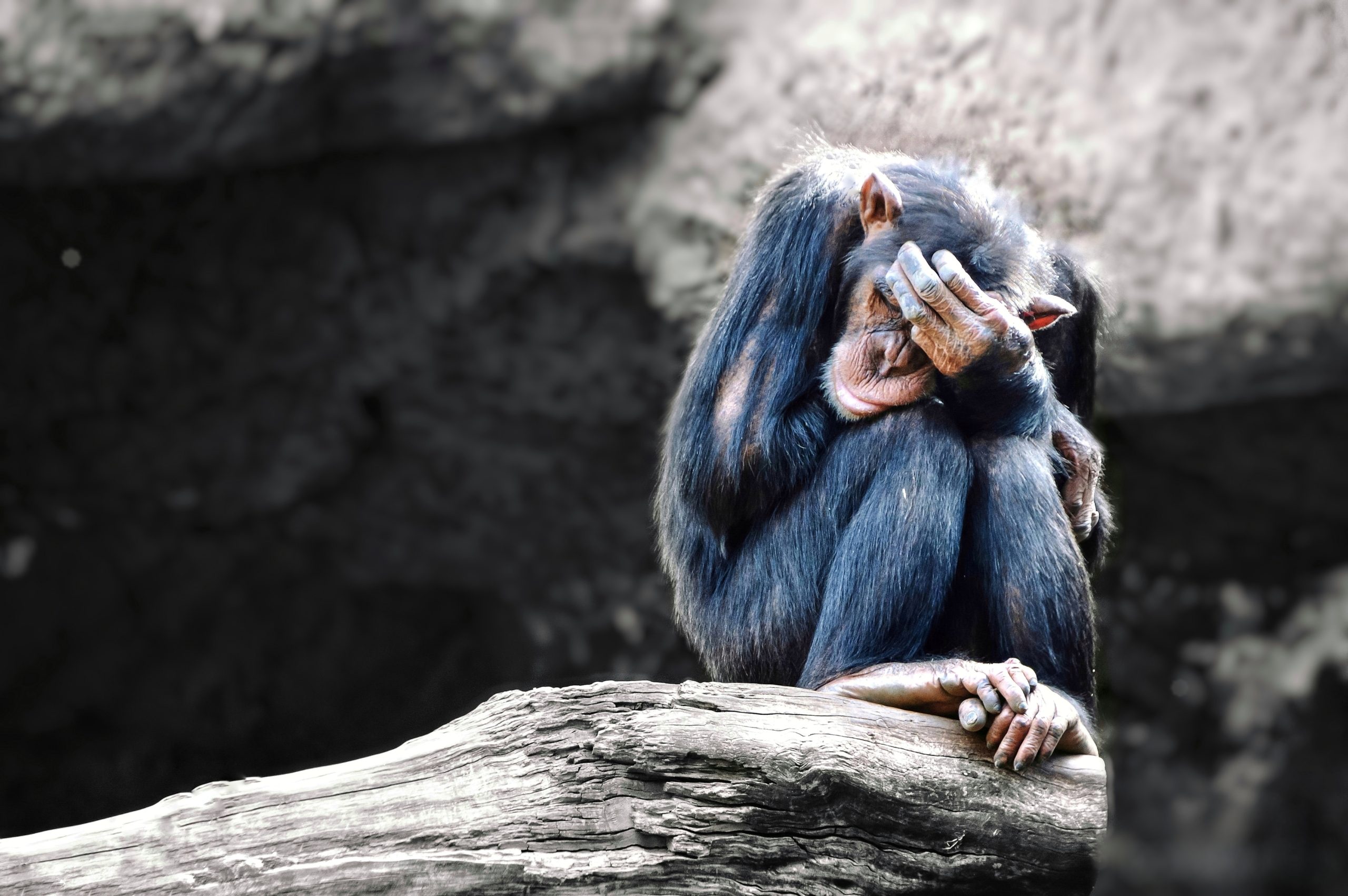 Shutter Stock/ هل تحزن الحيوانات مثل البشر