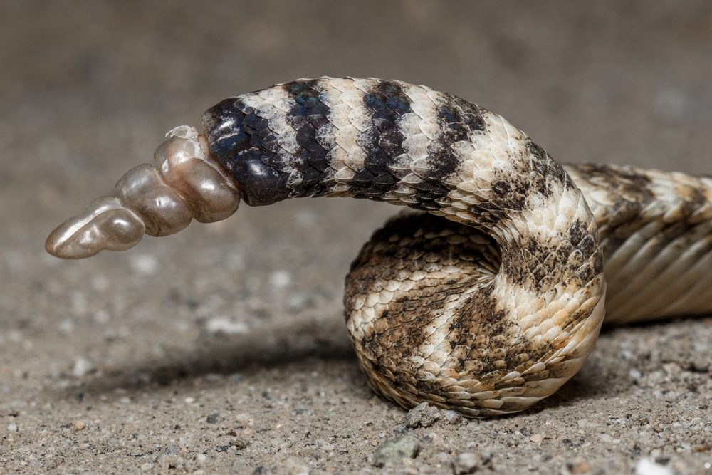 ذيل الأفعى المجلجلة الذي يُصدر صوتاً حين تهزّه/ Shutterstock