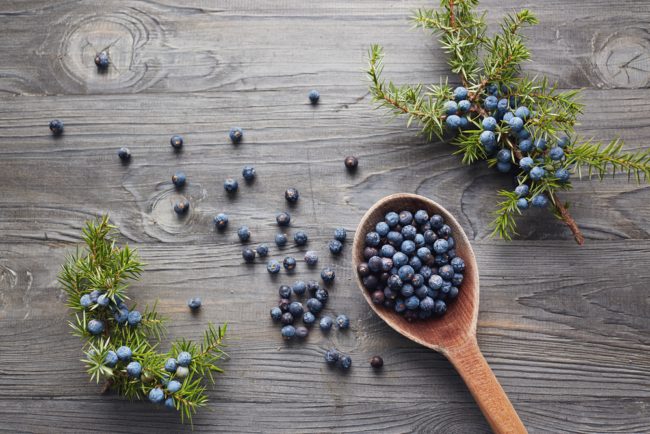 غني بمضادات الأكسدة ويسيطر على مرض السكري.. فوائد نبات العرعر واستخداماته الصحية المتوارثة منذ عقود