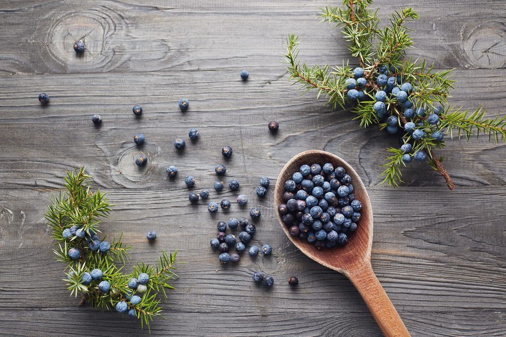 غني بمضادات الأكسدة ويسيطر على مرض السكري.. فوائد نبات العرعر واستخداماته الصحية المتوارثة منذ عقود