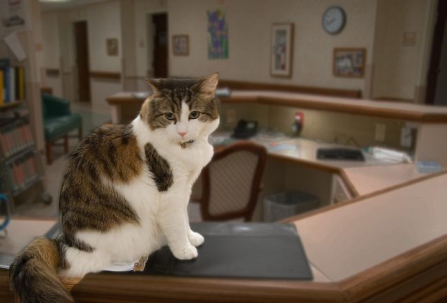 تنبأ بوفاة المرضى بكل دقة.. قصة “رسول الموت”، القط أوسكار