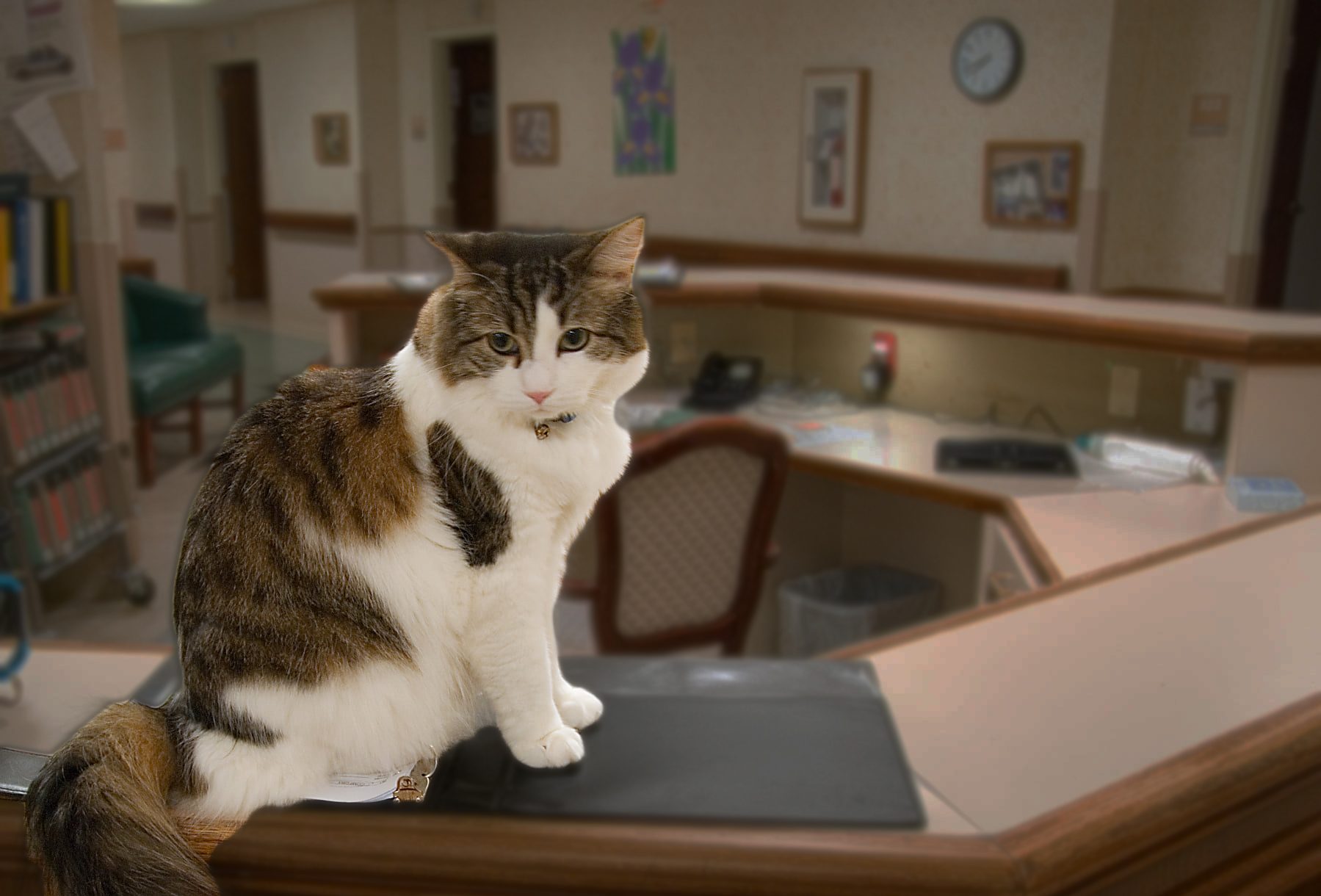 التنبؤ بالموت