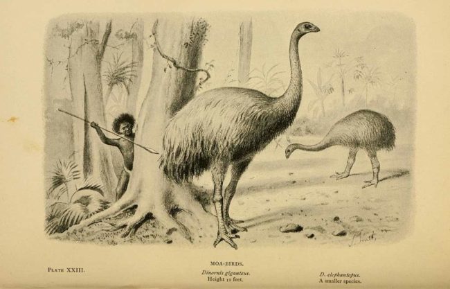 وزنه طنّ وتسبّب البشر في انقراضه.. “طائر الفيل” أكبر الطيور التي عاشت على الإطلاق