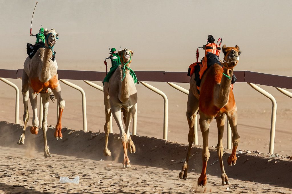روبوتات تقود الجمال في سباقات الهجن بالأردن.. فيديو لمشاركة المئات في المهرجان السنوي