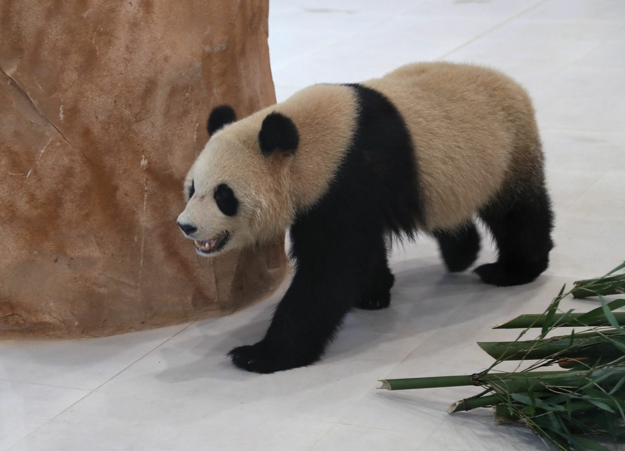 الصين تُهدي قطر دُبَّي باندا بمناسبة كأس العالم 2022 - gettyimages