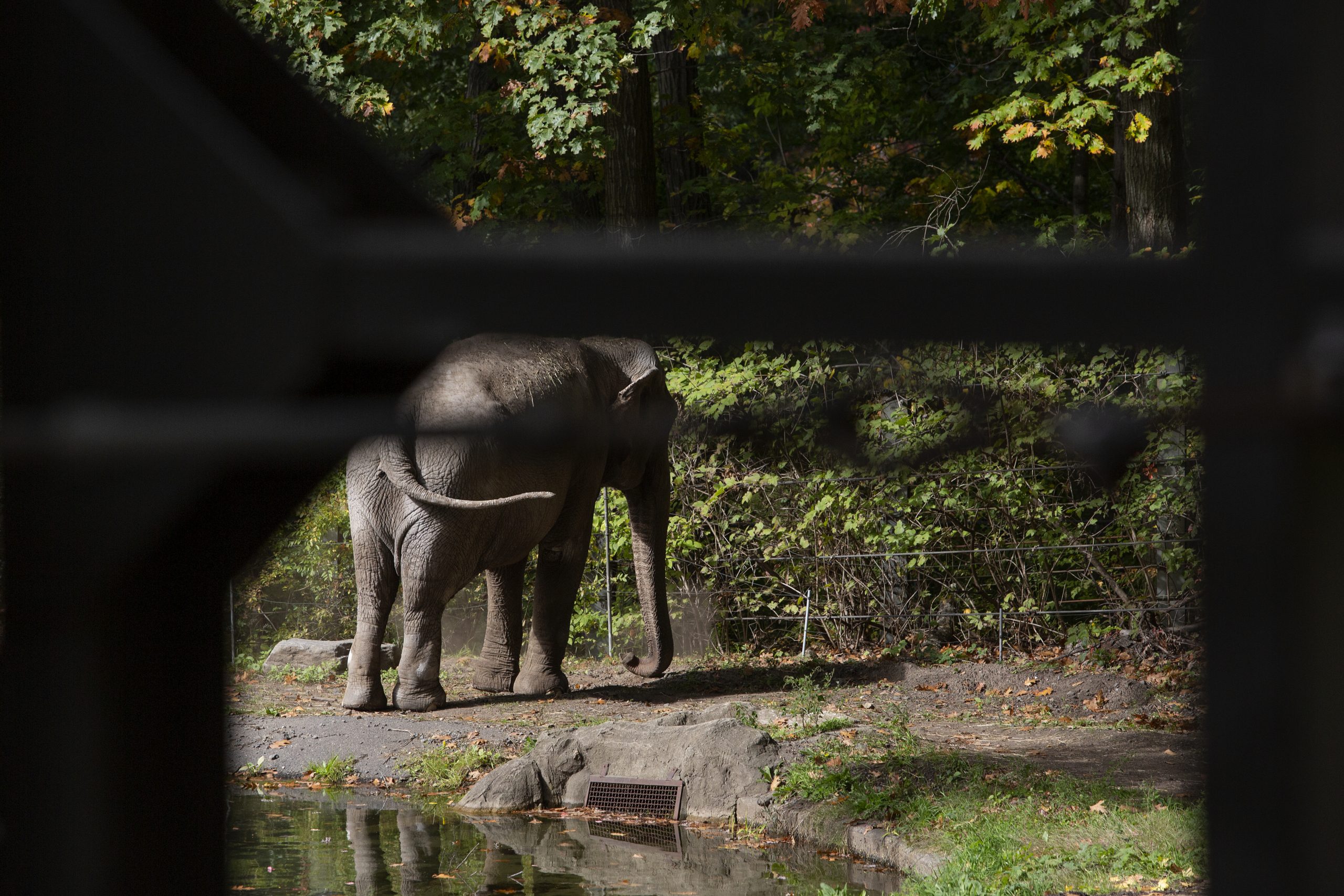 فيديو يرصد مشهداً نادراً لعملية ولادة أنثى فيل.. عشرات الأفيال تجمعت حولها لاستقبال المولود الجديد