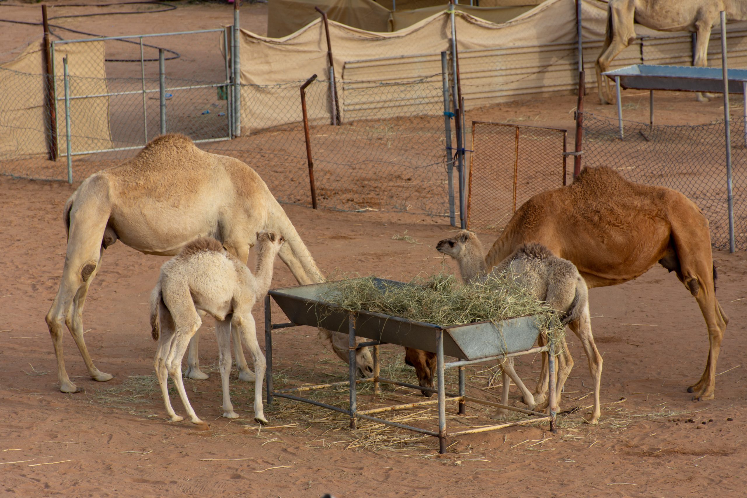 ترببة الجمال|shutterstock