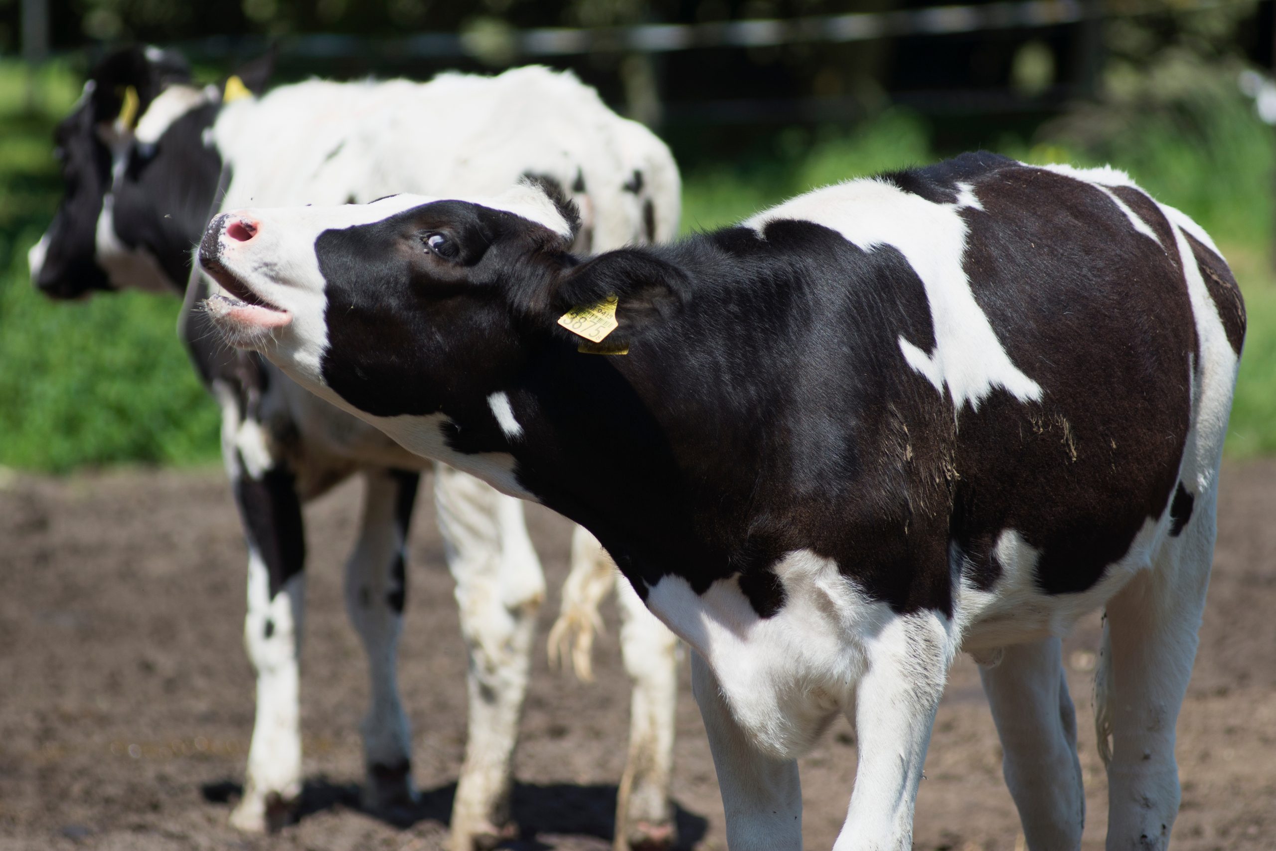 Shutter Stock/ الأبقار والتغير المناخي