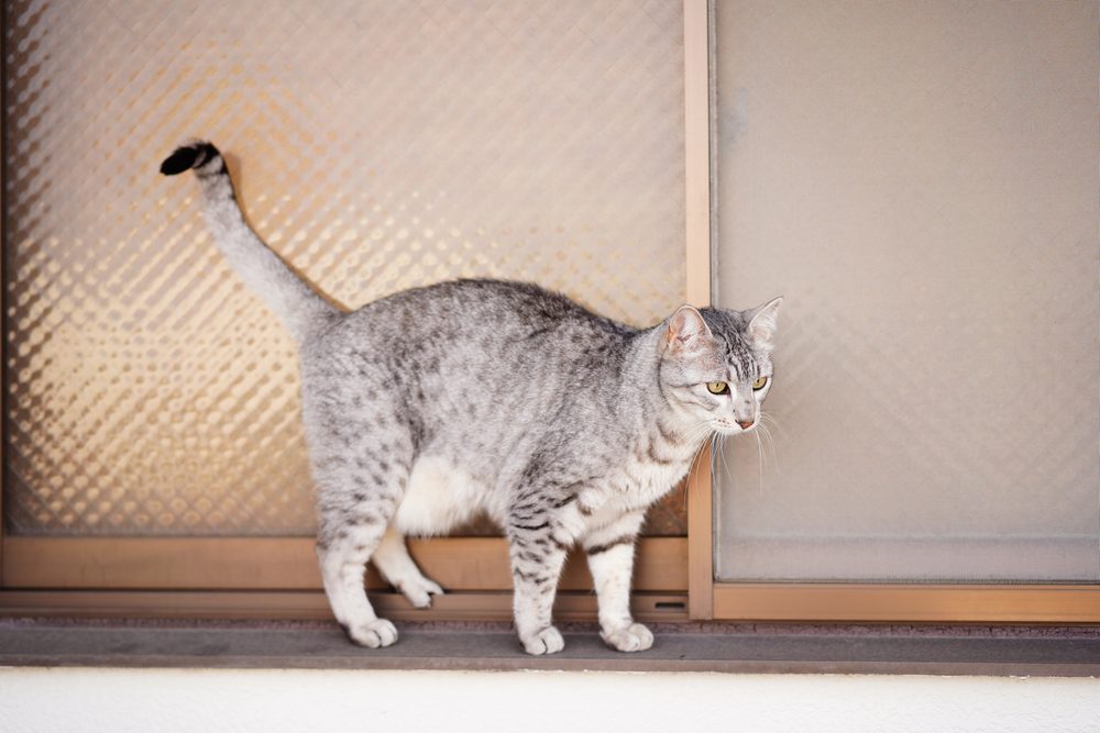 حمل قطط الماو يستمرّ 73 يوماً، أي أكثر من حمل القطط الأخرى/ Shutterstock