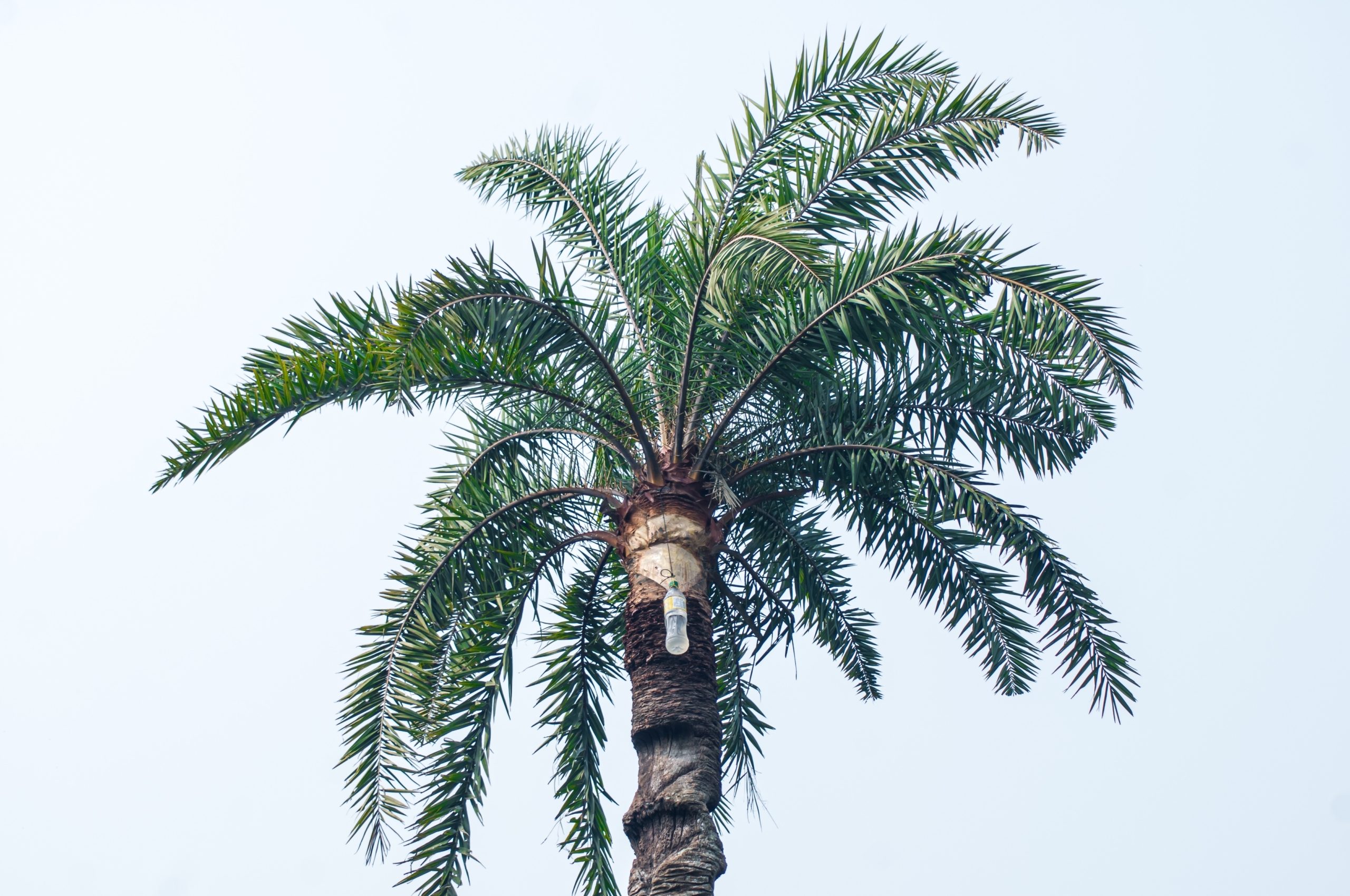 عصير النخيل