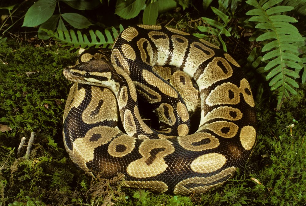 أفعى البيثون \ shutterstock