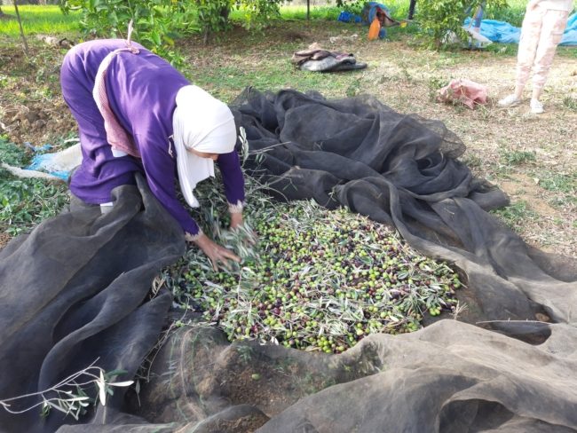 الثمار على الأشجار تنتظر المطر.. الجفاف يُخفض الإنتاج ويرفع أسعار زيت الزيتون في المغرب