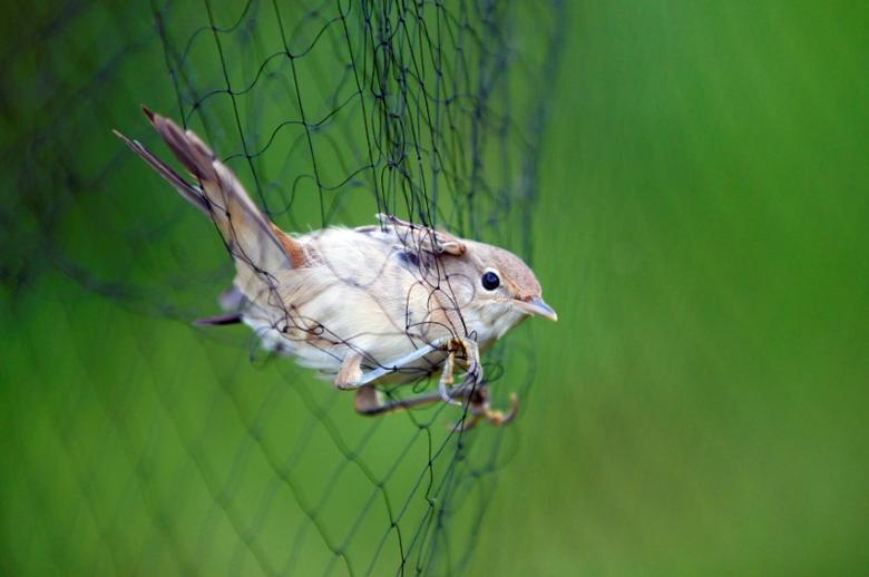 ناشطة بيئية تترك عصفوراً يعشّش في شعرها 84 يوماً.. خطوة للتعبير عن مساندتها للطيور المهددة بالانقراض