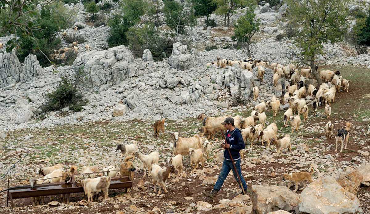 “كل راعٍ للأغنام عميل محتمل لحزب الله”.. قصة اللبنانيين الذين تختطفهم إسرائيل من مزارع شبعا المحتلة