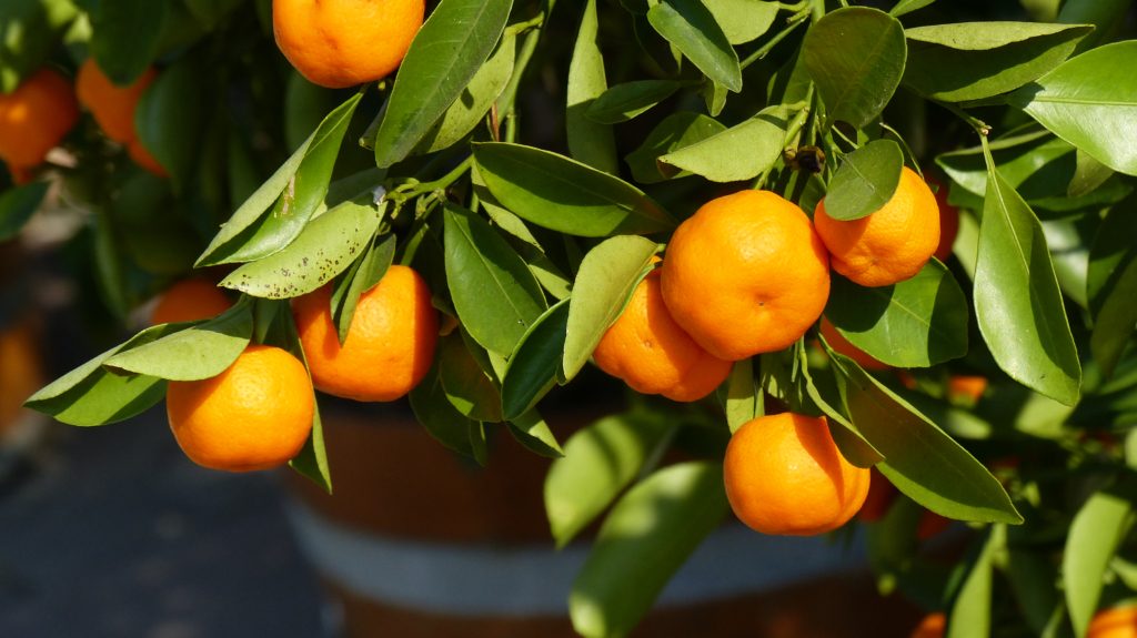 الكلمنتينا