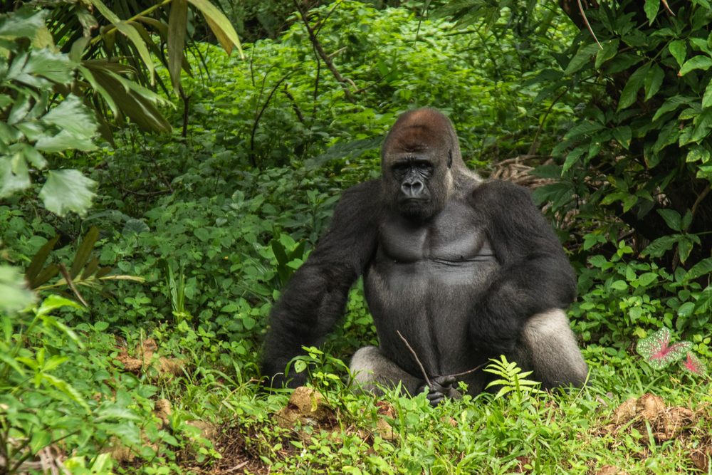 الغوريلا كوكو