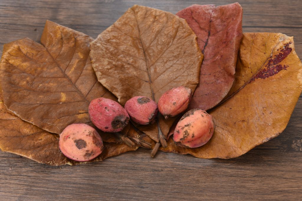 اللوز الهندي