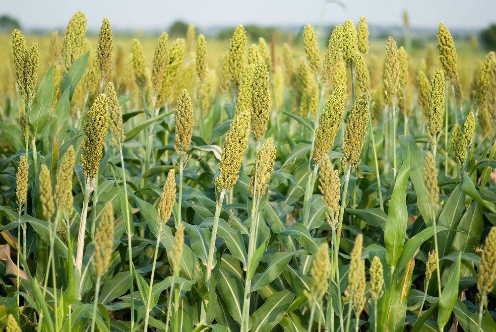 الذرة البيضاء