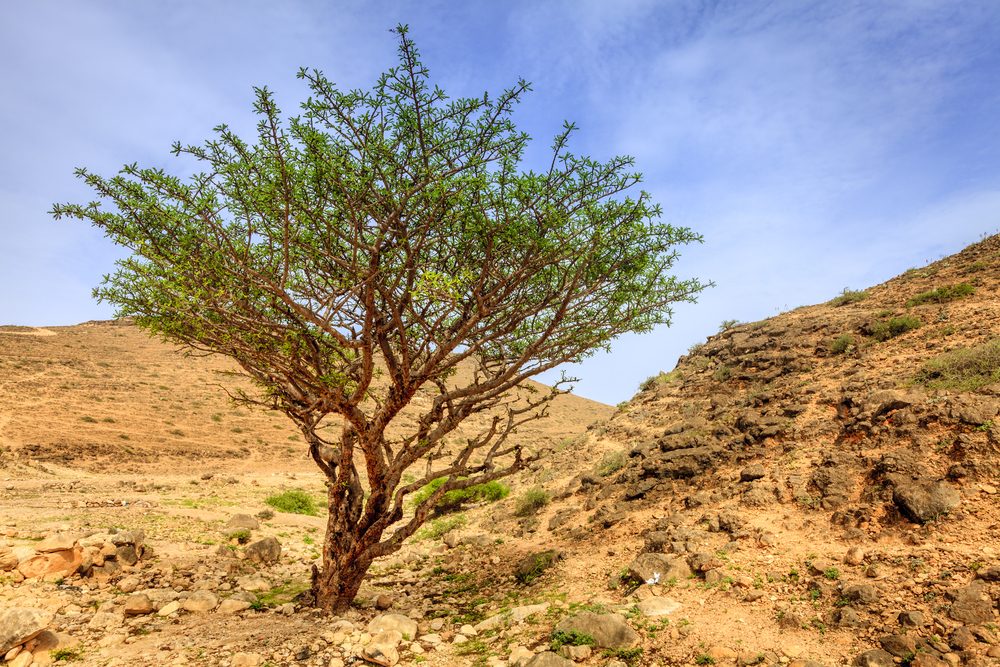 شجر اللبان الذكر ينمو في أفريقيا ودول الشرق الأوسط الحارة - ShutterStock